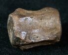 Small Theropod (Raptor) Caudal Vertebrae - Hell Creek Formation #12800-1